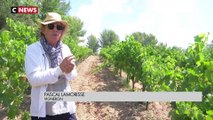 Canicule - Les producteurs d'huile d'olive et de vin inquiets à cause de la sécheresse qui touche la France depuis plusieurs semaines : « C’est catastrophique ! » - VIDEO