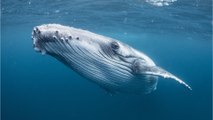 A whale bursts out of the water and sweeps away two kayakers