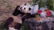 Anniversaire des jumeaux pandas géants de Pairi Daiza