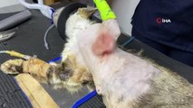 Karın şişkinliğiyle kliniğe getirilen kedinin karnından tümör çıktı