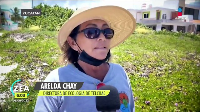 Aparecen peces muertos por la marea roja en playas de Yucatán
