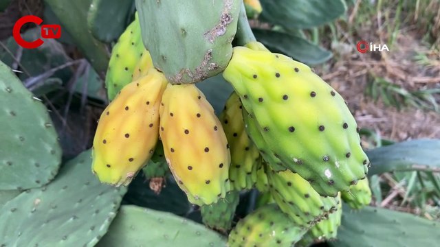 Doğada kendiliğinden yetişiyor, kilosu 60 TL’yi buluyor