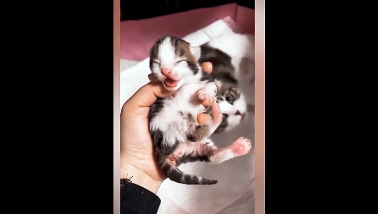 Cat funny video
