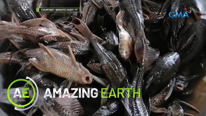 Amazing Earth: Catching and eating janitor fish