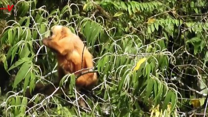 This “Death Road” Is Now Teeming with Life
