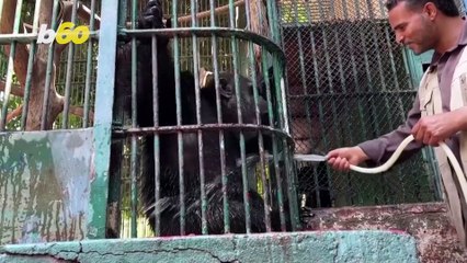 Giza Zoo Keep Critters Cool