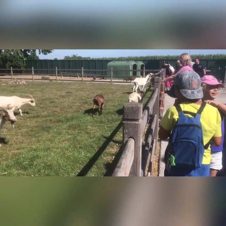 De nombreux lapins et moutons à l'adoption chez Animaux en Péril (Ath)