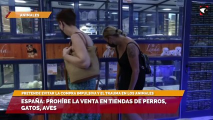 España: prohíbe la venta en tiendas de perros, gatos, aves