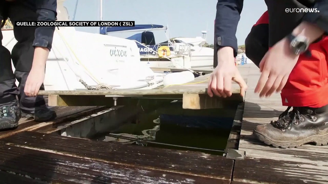 Die Austern versuchen den Exit vom Brexit