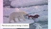 Une Française attaquée par un ours polaire en Norvège : l'animal a dû être achevé