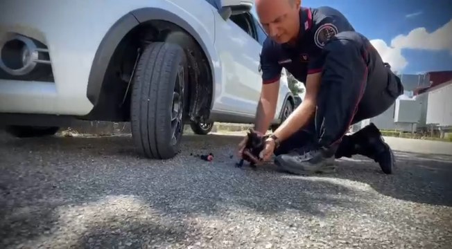 Vibo Valentia - Carabinieri salvano gattino incastrato nel motore di un'auto (08.08.22)
