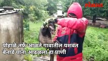 अज्ञात प्राणी आढळल्याचा फोन आला.-