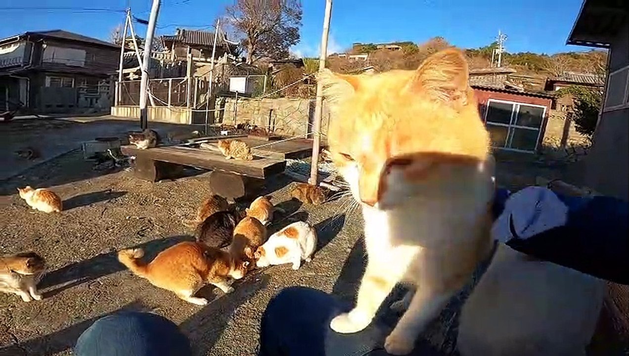 猫島の猫達に朝ご飯を食べさせてきた