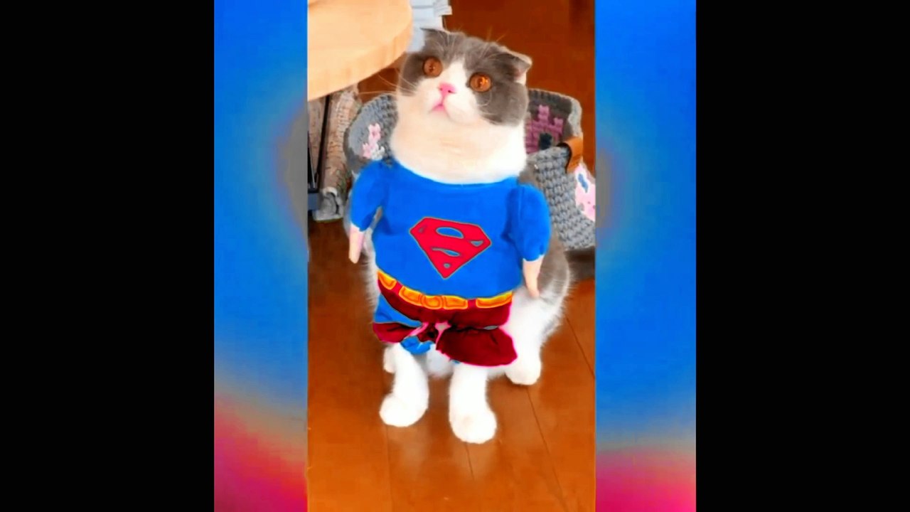 cat fun video