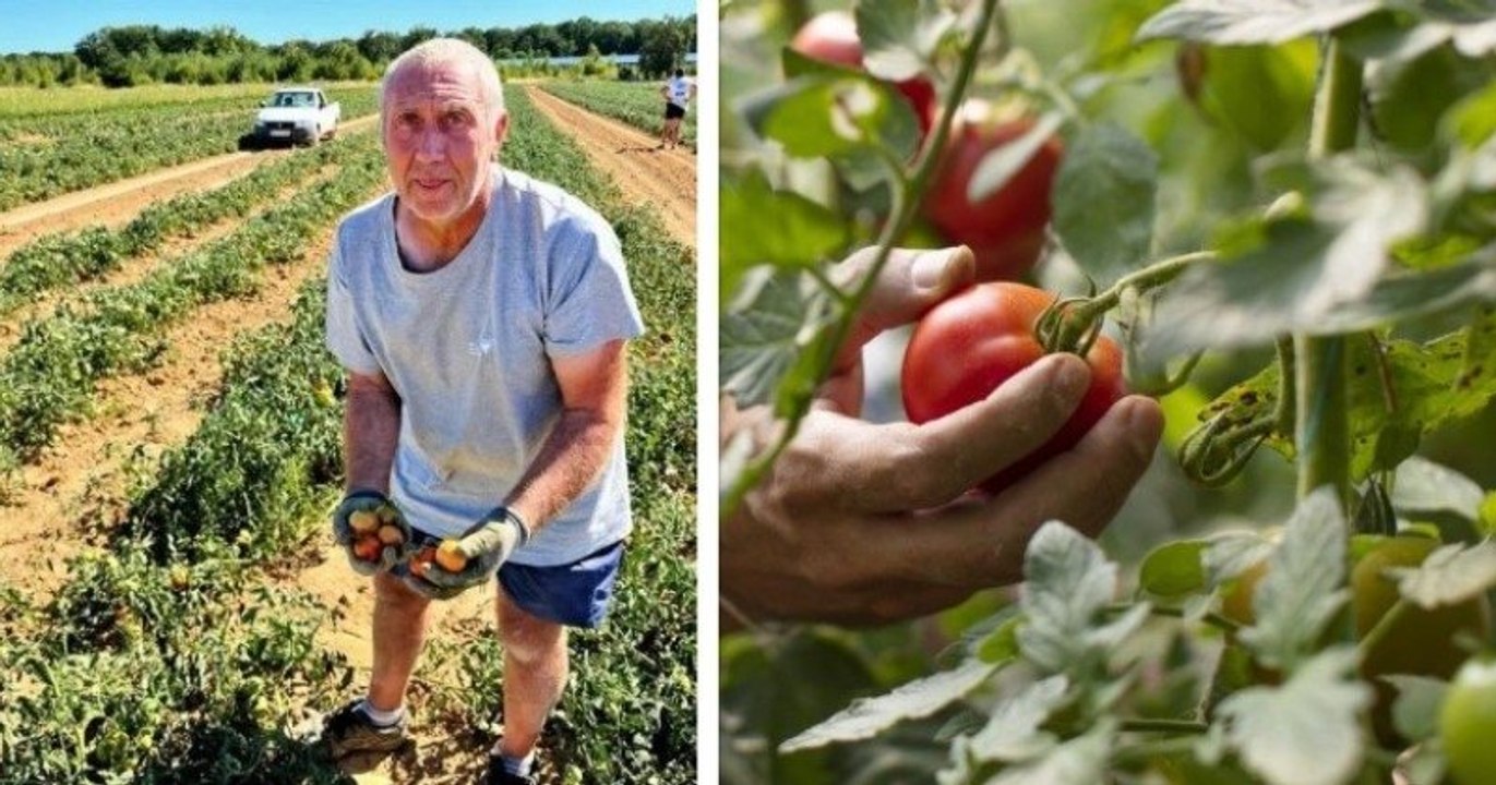 Ce maraîcher n'utilise ni eau ni pesticides pour faire pousser ses légumes