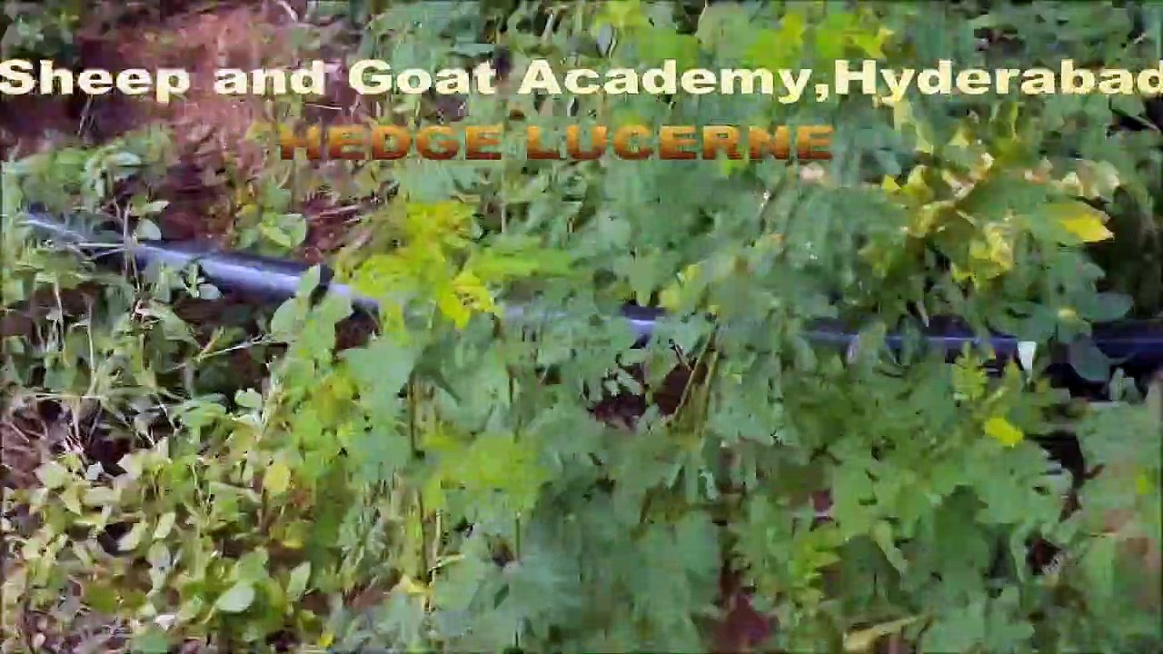 LEARN GOAT FARMING-SUPPLEMENTARY FODDER-HEDGE LUCERNE-PART-24