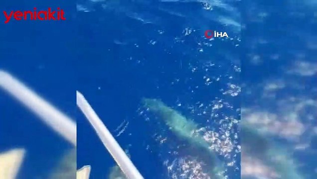 Tekneye eşlik eden yunuslar görsel şölen oluşturdu