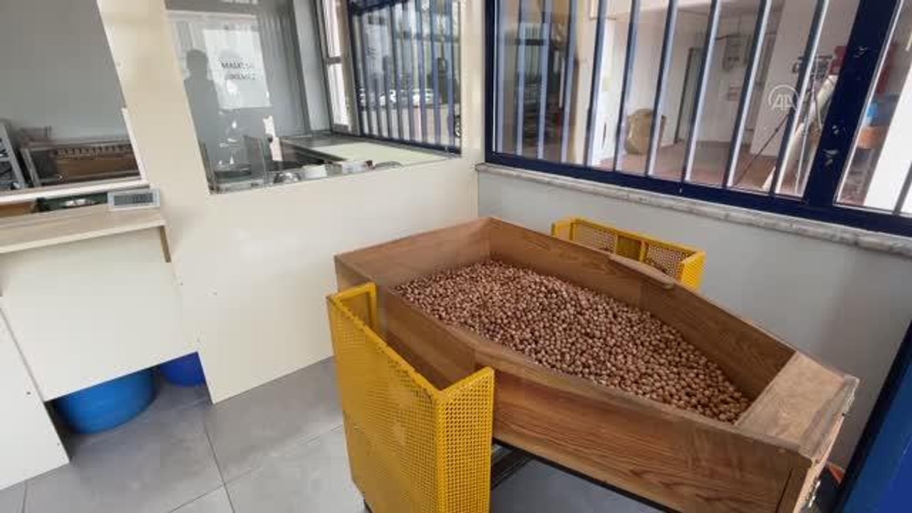 Sakarya gündem haberi... Sakarya'da ilk fındık alımı gerçekleştirildi