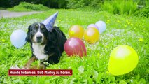 Hunde lieben die Musik von Bob Marley