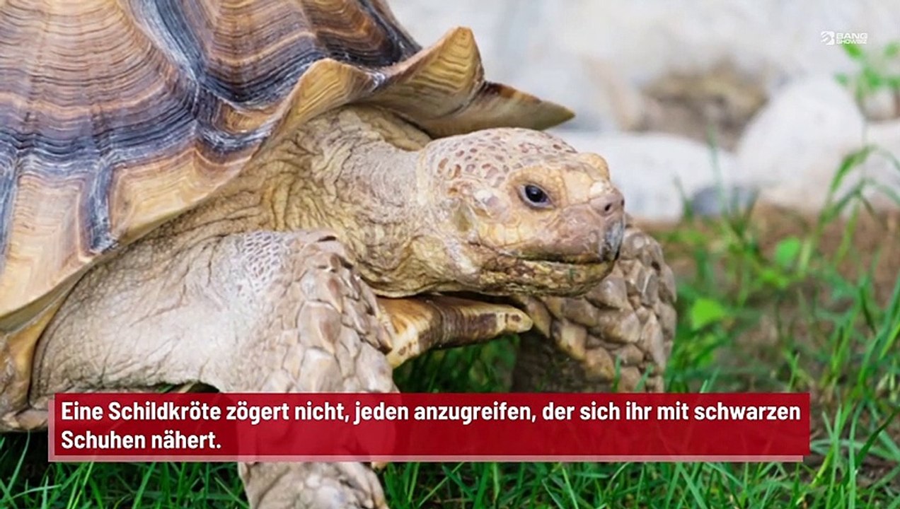 Schildkröte hat es auf Menschen mit schwarzen Schuhen abgesehen