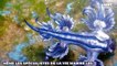 Le siphonophore : un superorganisme qui peut mesurer plus... de 100 mètres