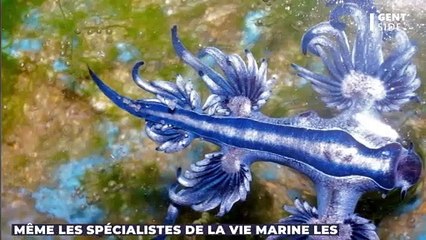 Le siphonophore : un superorganisme qui peut mesurer plus... de 100 mètres