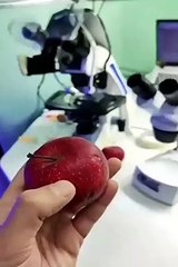 Il filme un fruit au microscope : plein de bactéries et de petites bêtes