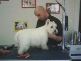 Toilettage d un westie