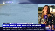 Béluga dans la Seine: le transport du cétacé vers la mer devient la piste privilégiée pour le sauver