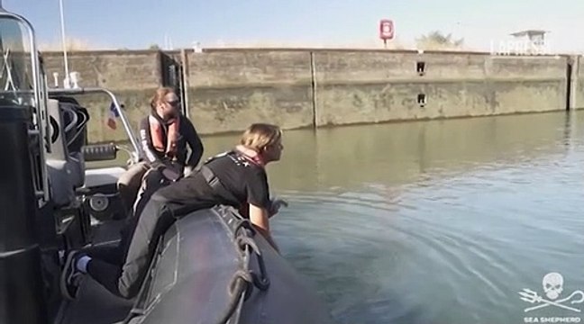 Poche speranze per la balena beluga: bloccata nella Senna continua a rifiutare il cibo