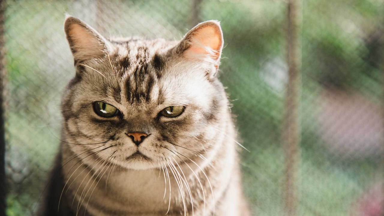 Schon gewusst? Diese 10 Dinge mögen Katzen gar nicht