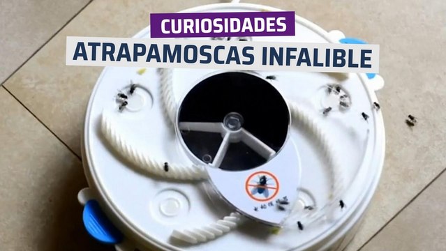 [CH]Atrapamoscas infalible, sin productos químicos