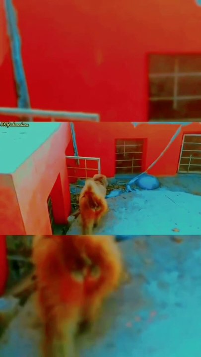 Dangerous  monkey