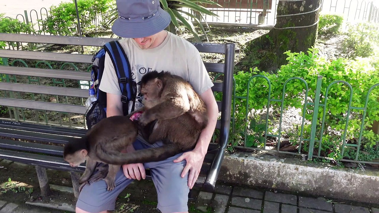 Man with Onion Attracts Monkeys