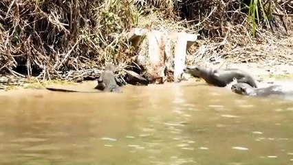 Spectacular attacks of wild animals. Fight for survival. Fighting animals