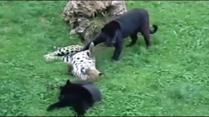 Wild hunt.  Leopard vs puma.  Leopards played with the Panthers