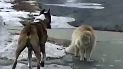 Pitbull vs cat.  Cat beat pitbull