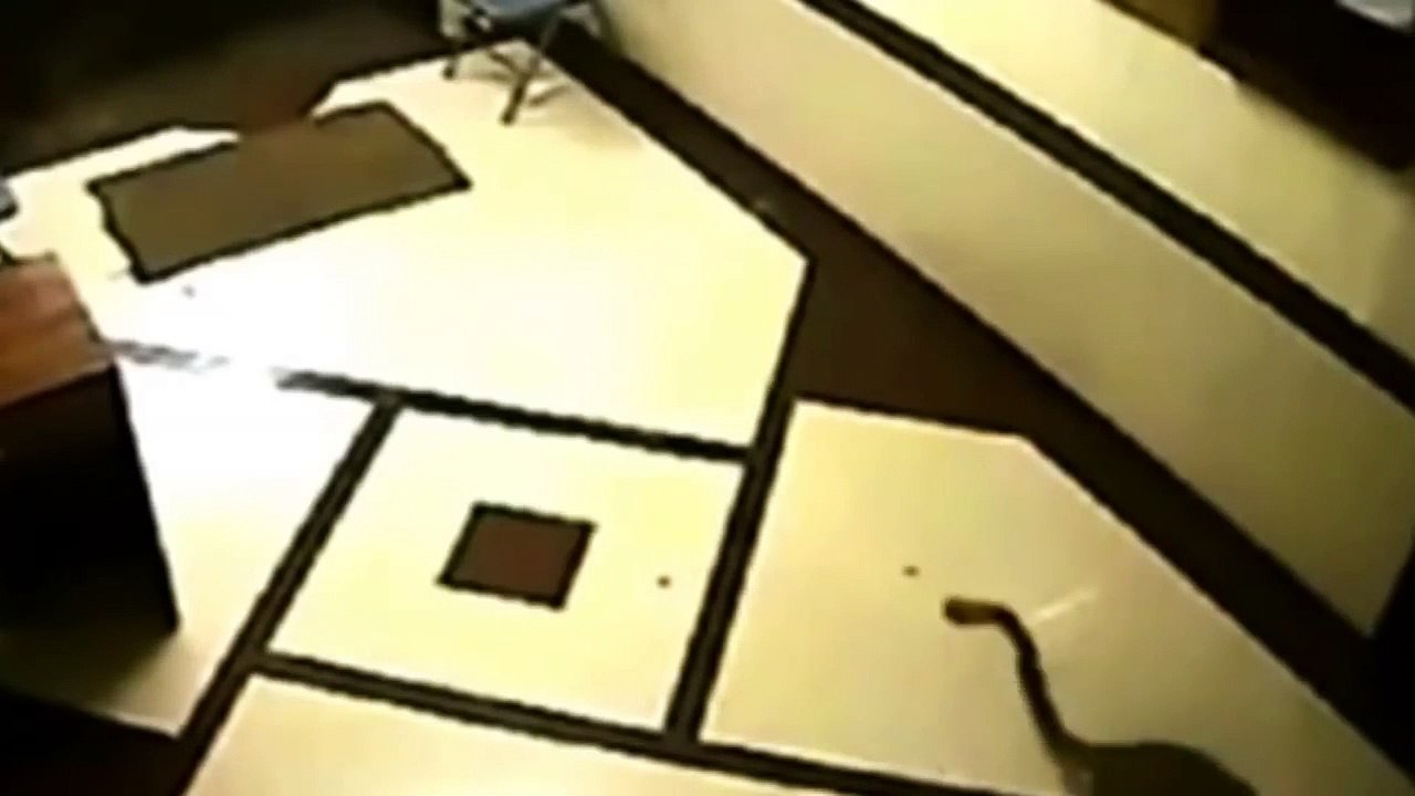 Leopard vs pitbull. Puma attack dog. Jaguar killed a dog. Tiger kills dog. Wild animals kill dogs.