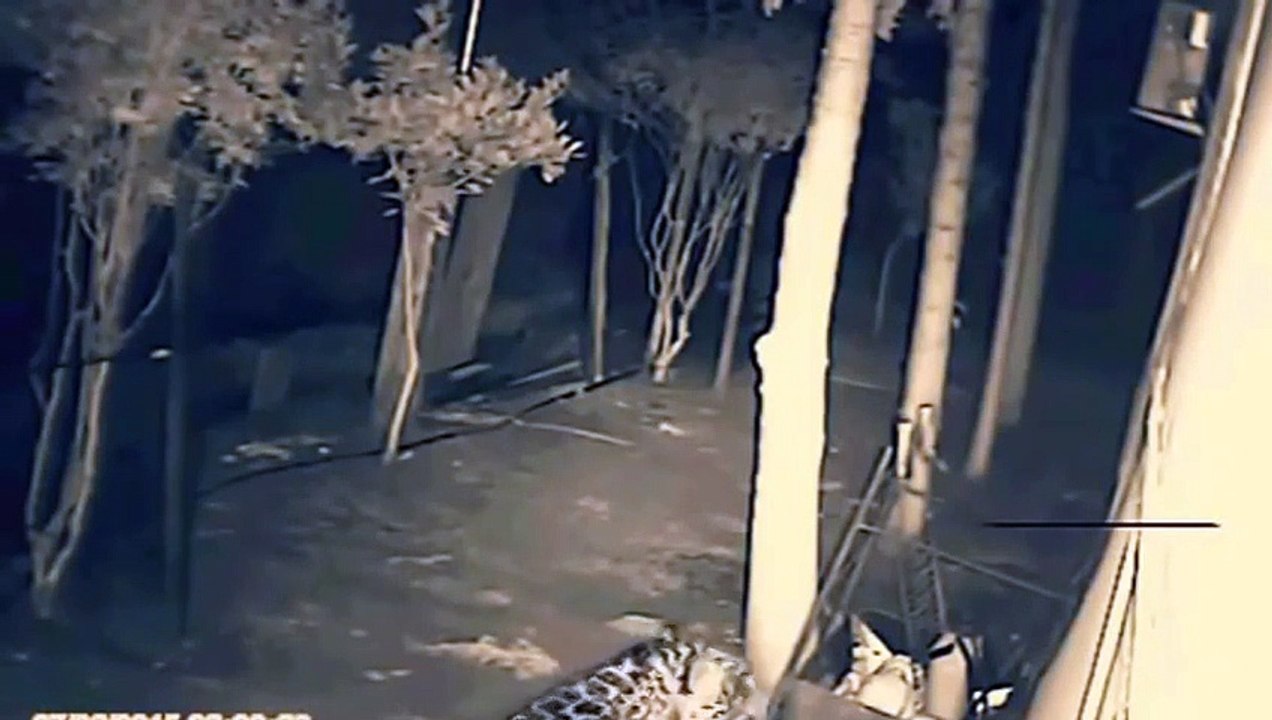 Jaguar kills pitbull puppy. Jaguar attacks a dog. Jaguar vs pitbull.