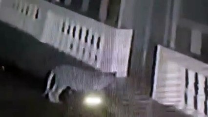 Leopard vs pitbull. Leopard killed pittbull straight in a house