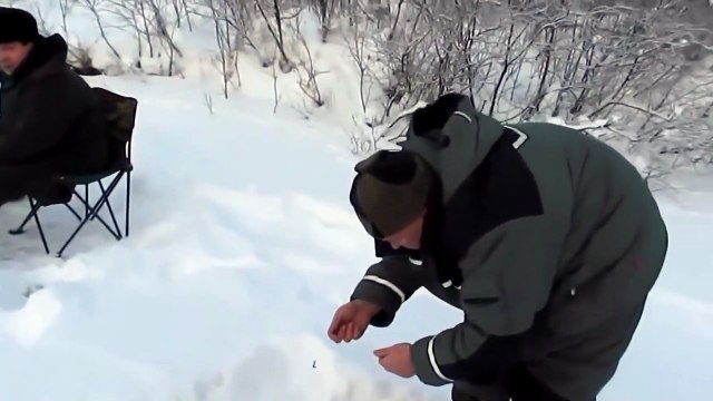 Brave fox on fishing. Insolent fox stealing the fish from the fishermen