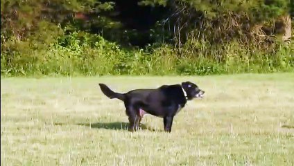 Fox vs Dog. Fox attack Dog.