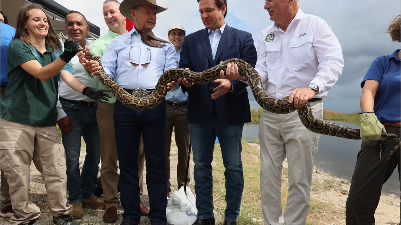 The Florida Python Challenge: at what cost would you catch killer snakes?