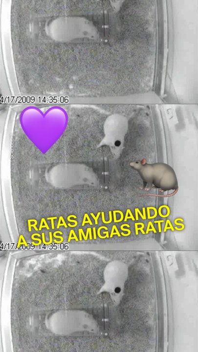 Las ratas demuestran empatía y ayudan a sus amigas ratas