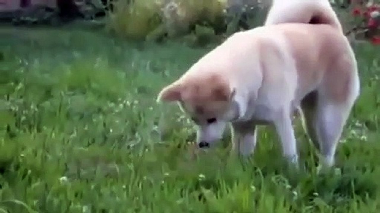 Fox vs dog. Wild fox playing with the dog