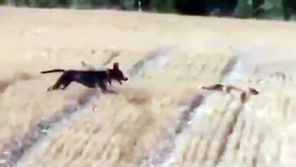 Fox vs dogs. Dog attack Fox