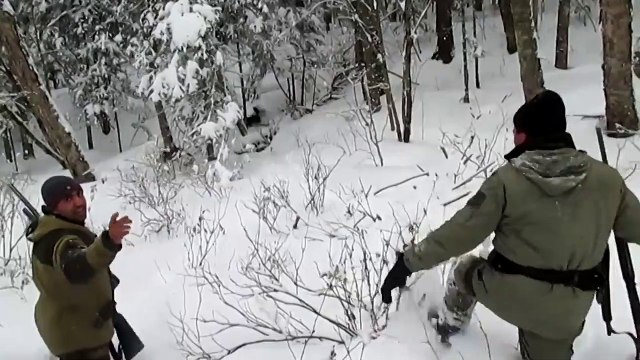 Dogs vs wild boar. Wild boar hunting with dogs. Dogs work on a hunt