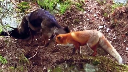 Fox vs dog. Fox playing with the dog. Video compilation of amazing moments