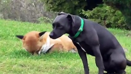 Fox vs dog. Dog tries to play with a fox