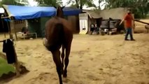 Pitbull vs horse. Pitbull and ponies. Pitbull plays with a horse and pony